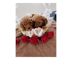 Red toy poodle puppies  - 5