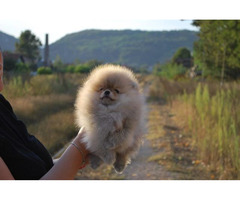 Pomeranian puppies   - 1
