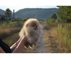 Pomeranian puppies   | free-classifieds.co.uk - 2