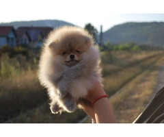 Pomeranian puppies   | free-classifieds.co.uk - 3