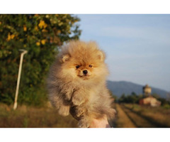 Pomeranian puppies   - 4