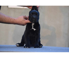 Cane Corso puppies  - 4