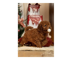 Red dwarf and toy poodles   | free-classifieds.co.uk - 2