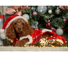 Red dwarf and toy poodles   | free-classifieds.co.uk - 5