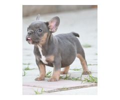 FRENCH BULLDOG - exotic colors  | free-classifieds.co.uk - 1