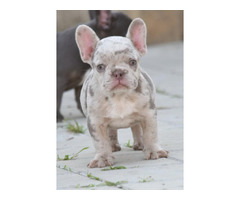 FRENCH BULLDOG - exotic colors  | free-classifieds.co.uk - 2