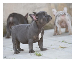 FRENCH BULLDOG - exotic colors  | free-classifieds.co.uk - 3