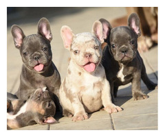 FRENCH BULLDOG - exotic colors  | free-classifieds.co.uk - 4