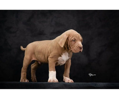 American bully XL  | free-classifieds.co.uk - 1