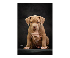 American bully XL  | free-classifieds.co.uk - 2