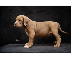 American bully XL  | free-classifieds.co.uk - 3