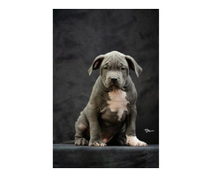 American bully XL  | free-classifieds.co.uk - 4