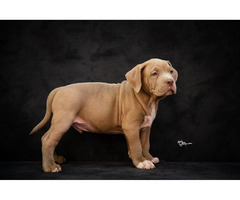American bully XL  | free-classifieds.co.uk - 5