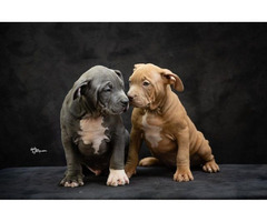 American bully XL  | free-classifieds.co.uk - 6