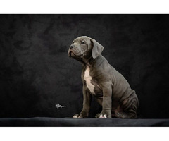 American bully XL  | free-classifieds.co.uk - 8