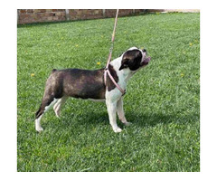 Boston terrier  | free-classifieds.co.uk - 2