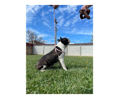 Boston terrier  | free-classifieds.co.uk - 4