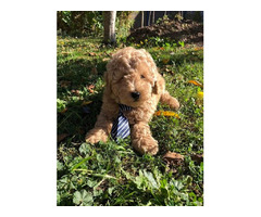Apricot MEDIUM POODLE puppy   | free-classifieds.co.uk - 1