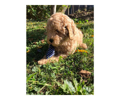Apricot MEDIUM POODLE puppy   | free-classifieds.co.uk - 2
