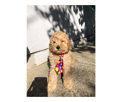 Apricot MEDIUM POODLE puppy   | free-classifieds.co.uk - 3