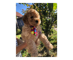 Apricot MEDIUM POODLE puppy   | free-classifieds.co.uk - 4