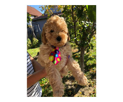 Apricot MEDIUM POODLE puppy   | free-classifieds.co.uk - 5