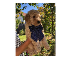 Apricot MEDIUM POODLE puppy   | free-classifieds.co.uk - 6