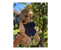 Apricot MEDIUM POODLE puppy   | free-classifieds.co.uk - 7
