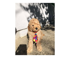 Apricot MEDIUM POODLE puppy   | free-classifieds.co.uk - 8