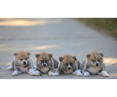 Akita Inu puppies  | free-classifieds.co.uk - 1