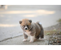 Akita Inu puppies  | free-classifieds.co.uk - 2