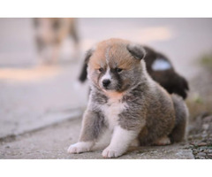 Akita Inu puppies  | free-classifieds.co.uk - 3