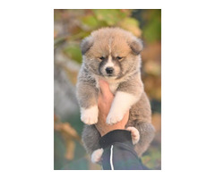 Akita Inu puppies  | free-classifieds.co.uk - 4