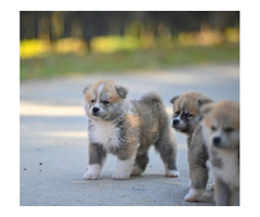 Akita Inu puppies  | free-classifieds.co.uk - 5