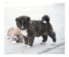 Akita Inu puppies  | free-classifieds.co.uk - 6