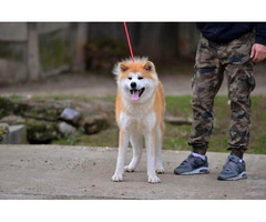 Akita Inu puppies  | free-classifieds.co.uk - 7