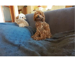 Toy poodle   | free-classifieds.co.uk - 3