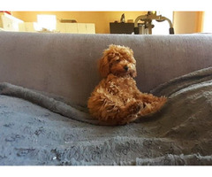 Toy poodle   | free-classifieds.co.uk - 4