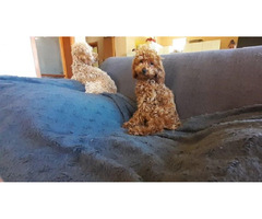 Toy poodle   | free-classifieds.co.uk - 6