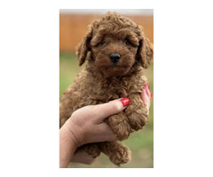 Red poodle  | free-classifieds.co.uk - 1