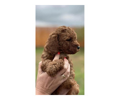 Red poodle  | free-classifieds.co.uk - 2