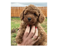 Red poodle  | free-classifieds.co.uk - 3