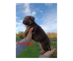 Liver German Shepherd puppies  | free-classifieds.co.uk - 6