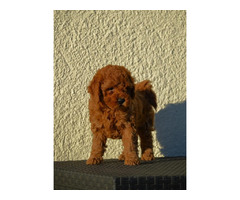 Mini poodles, red and apricot colors   | free-classifieds.co.uk - 1