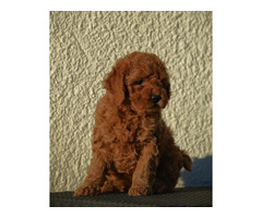 Mini poodles, red and apricot colors   | free-classifieds.co.uk - 2