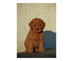 Mini poodles, red and apricot colors   | free-classifieds.co.uk - 3