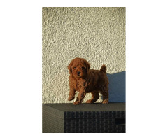 Mini poodles, red and apricot colors   | free-classifieds.co.uk - 4