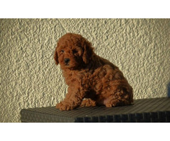 Mini poodles, red and apricot colors   | free-classifieds.co.uk - 5