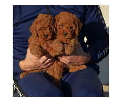 Mini poodles, red and apricot colors   | free-classifieds.co.uk - 6