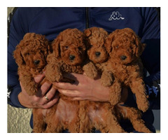 Mini poodles, red and apricot colors   | free-classifieds.co.uk - 7